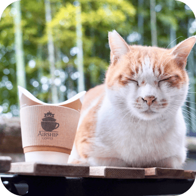 猫とコーヒーの写真
