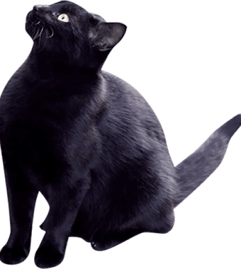黒猫の写真