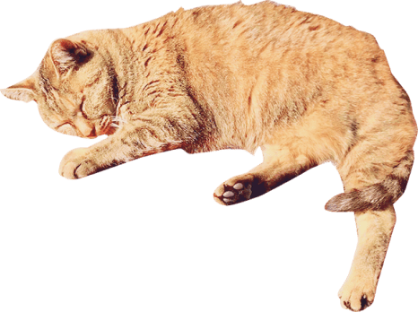 茶色の猫の写真