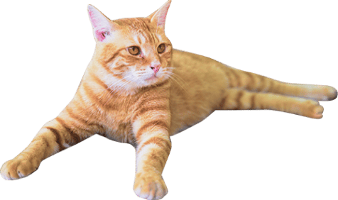茶色の猫の写真