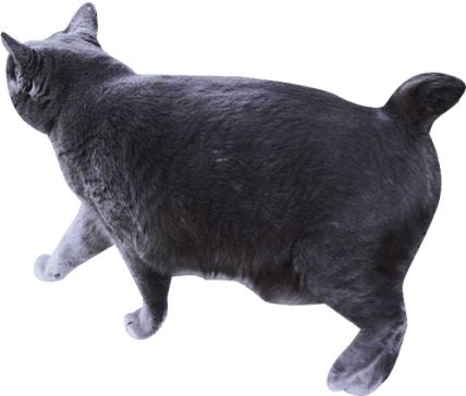 黒猫の後ろ姿の写真